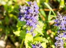 Dąbrówka rozłogowa