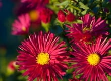 Encyklopedia roślin: Aster nowobelgijski  Crimson Brocade