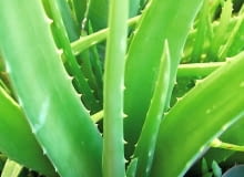 KWIATY NA BALKON. Agawa (Ameryka Północna) lubi pełne słońce, nie szkodzą jej upały. Trzeba ją obficie podlewać i nawozić.