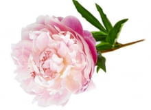 12.06.2008 WARSZAWA SESJA BUKIETY 06-06-2008 PEONIE NA ZDJECIU BUKIETY WIAZANKI KOMPOZYCJE ROSLINNE , KWATY PEONIE STYLIZACJA EWA SZKUTNIK DLA CZASOPISMA BUKIETY FOT. ARKADIUSZ SCICHOCKI / AGENCJA GAZETA