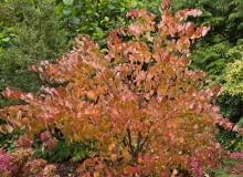 Grujecznik japoński