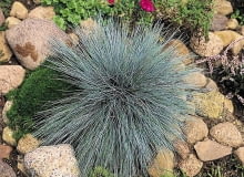 KOSTRZEWA POPIELATA FESTUCA GLAUCA TRAWA OZDOBNA LISC NIEBIESKI BYLINA SKALNIAK KAMIEN FOT. ADAM MLYNIK PUBLIKACJA OGRODY NUMER SPECJALNY - KATALOG PROJEKTOW - 4.2004 PUBLIKACJA KWIETNIK NR 11 (131) - 11.2005 SLOWA KLUCZOWE: ROSLINY ZDJĘCIE DO WKŁADKI: PUBLIKACJA OGRODY NUMER SPECJALNY - KATALOG PROJEKTOW - CZASOPISMA PUBLIKACJA KWIETNIK NR 11 (131) - CZASOPISMA