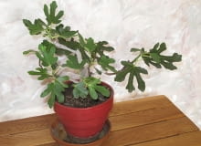 Encyklopedia roślin: Figowiec pospolity  Ficus carica