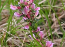 Encyklopedia roślin: Szczodrzeniec purpurowy  Ma fioletowe lub rozowe k