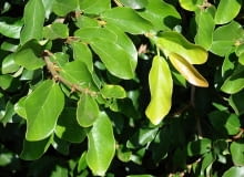 Encyklopedia roślin: Figowiec pnacy  Ficus pumila