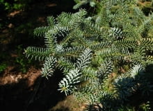 Encyklopedia roślin: Jodla hiszpanska  Abies pinsapo