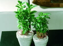 Encyklopedia roślin: Figowiec tepy  Ficus retusa