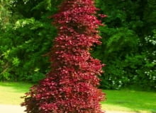 Acer platanoides 'Crimson Centry'