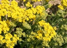 Encyklopedia roślin: Smagliczka gorska inaczej pagorkowa lub piaskowa