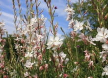 Gaura - Oenothera lindheimeri