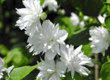 Encyklopedia roślin: Jasminowiec  Minnesota snowflake
