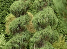 Encyklopedia roślin: Jalowiec skalny  Juniperus scopulorum   Skyrocket