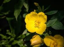 pięciornik krzewiasty