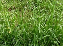 Encyklopedia roślin: Manna mielec  Glyceria maxima