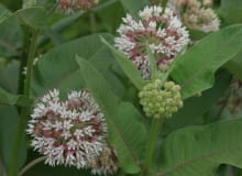 Encyklopedia roślin: Trojesc bulwiasta