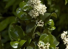 Encyklopedia roślin: Ligustr japonski  Ligustrum japonicum   Rotundifol