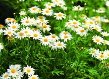 ZŁOCIEŃ KRZEWIASTY