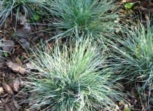 Kostrzewa ametystowa (Festuca ametissima) Ta trawa z fryzurą 'na jeża' przez cały rok zachwyca niebieskawym kolorem liści. Tworzy kępki o wysokości 20-25 cm. Lubi słoneczne miejsca.