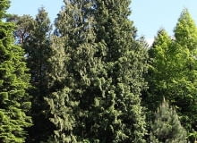 Encyklopedia roślin: Zywotnik olbrzymi  Thuja plicata