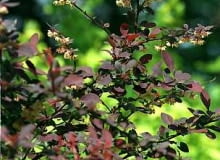 BERBERYS DRZEWA I KRZEWY KWITNACE W OGRODZIE BOTANICZNYM