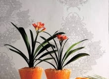 WNETRZA ROSLINY KLIWIA PODLOZE ZEL