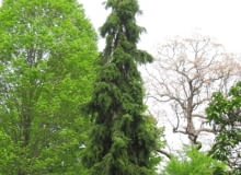 Encyklopedia roślin: Swierk serbski  Pendula