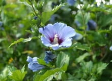 15.07.2003 PRAGA OGROD BOTANICZNY W TROI TROJA KRZEWY LISCIASTE KETMIA SYRYJSKA SLAZOWIEC HIBISCUS SYRIACUS KWIATY ODMIANY