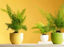 08.02.2006 SESJA DLA KWIETNIK ROSLINA DONICZKOWA ROSLINY DONICZKOWE ASPARAGUS ASPARAGUSY ASPARAGUS GESTOKWIATOWY MAYERS FOT. LUKASZ ZANDECKI / AGENCJA GAZETA PUBLIKACJA KWIETNIK NR 4 (136) - 4.2006