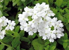 17.09.2007 PLANTPOL ZABORZE