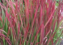 Encyklopedia roślin: Imperata cylindryczna  Imperata cylindrica   Trawa