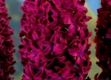 Encyklopedia roślin: Hiacynt Woodstock  Kwiaty cebulowe