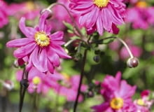 ZAWILEC JAPOŃSKI (ANEMONE HUPEHENSIS) 'PAMINA' dorasta do 90 cm wysokości. Kwitnie na ciemnoróżowo. Ma bardziej zwarty pokrój niż czysty gatunek. Jego kwiaty są płaskie i dość duże, płatki zaś wąskie i bardzo liczne.