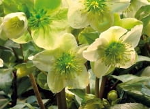 Ciemiernik 'Josef Lemper'