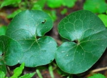 Encyklopedia roślin: kopytnik