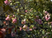 Encyklopedia roślin: Snieguliczka Doorenbosa  Symphoricarpos x doorenbo