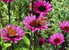 Echinacea purpurea 'Fatal attraction' SLOWA KLUCZOWE: jeżówki