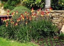 Encyklopedia roślin: Trytoma ogrodowa  Kniphofia hybrida   Ma w zalezno