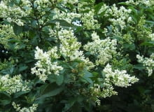 Encyklopedia roślin: Ligustr jajolistny  Ligustrum ovalifolium  ma bial