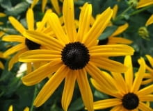 Encyklopedia roślin: Rudbekia blyskotliwa  Rudbeckia fulgida  ma zolte
