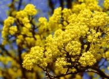 ROSLINA KRZEW KWIATY DEREN JADALNY CORNUS MAS FOT. PIOTR BANASZCZAK PUBLIKACJA OGRODY NR 3 (107) - 3 2008