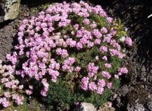 Encyklopedia roślin: Zawciag jalowcolistny  Armeria caespitosa  syn  A