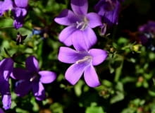 Dzwonek dalmatyński