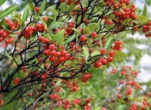 Aronia czerwonoowocowa