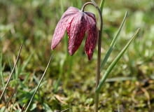 Encyklopedia roślin: Szachownica kostkowata  Fritillaria meleagris
