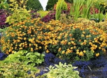 10.09.2003 WARSZAWA OGROD PRYWATNY WLASNOSC ANDRZEJ I IZABELA KASZUBA CHRYZANTEMA LOBELIA SZALWIA FOT. PAWEL SLOMCZYNSKI AGENCJA GAZETA SLODVD011 PUBLIKACJA KWIETNIK NR 11 (107) - 11.2003 SLOWA KLUCZOWE: ROSLINY OGRODY ZDJĘCIE DO WKŁADKI: PUBLIKACJA KWIETNIK NR 11 (107) - CZASOPISMA