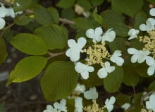 Encyklopedia roślin: Kalina japonska  Viburnum plicatum  ma biale kwiat