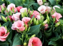 Eustoma wielkokwiatowa