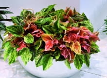 Peperomia kędzierzawa 'pink lady' ma do 20 cm wysokości. Jest wielobarwna - jej młode liście są czerwonawe, starsze zielenieją.