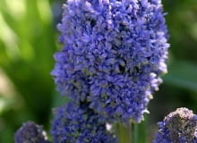 Muscari armeniacum 'Fantasy Creation'