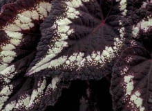 Oto mała próbka zaprezentowanych w tym roku na światowej wystawie roślin Chelsea Flower Show w Londynie premier odmian mieszańców begonii rozłogowych: fioletowo -srebrna 'HELEN LEWIS'